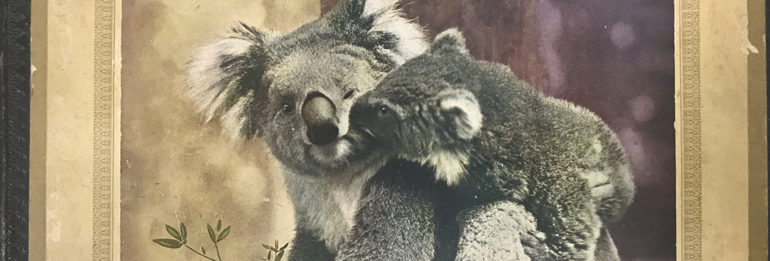 photo of a book cover featuring photo of koalas